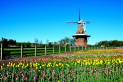DeZuaan Windmill, Holland, MI